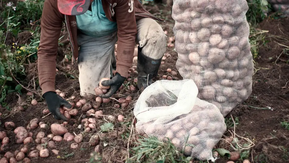 Fotografía en campo · Fondo Nacional de Fomento de la Papa · Productores en la cosecha